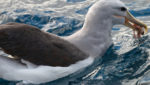 Salvin's albatross. Credit: Ed Dunenes, Flickr