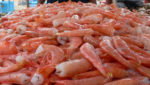 A giant pile of shrimp in Manta, Ecuador. Photo by Stephen Velasco.