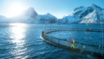 Credit: Johan Wildhagen / Norwegian Seafood Council