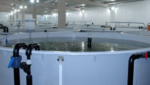 A RAS tank used by Billund Aquaculture