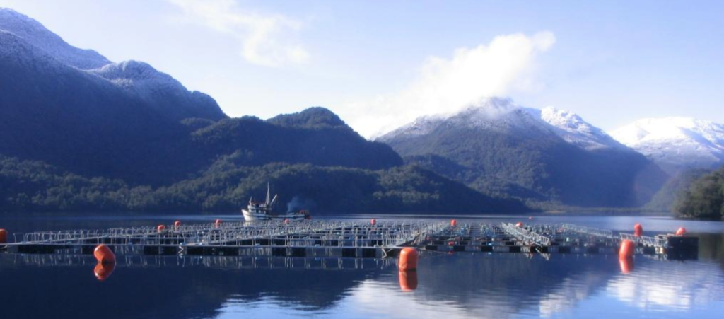 Heavy rains may limit losses in Chile's salmon farming fjords ...