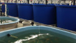 Pranger RAS tech at an Alltech tilapia farming system