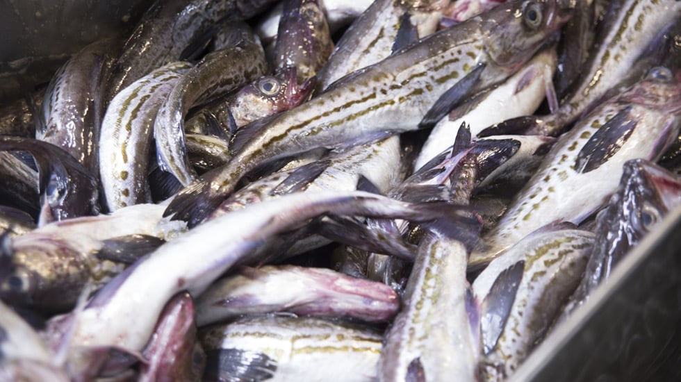 Supermarkets of Vladivostok await products from the new fishing factory of  the region » News of Vladivostok and Primorsky region of Russia