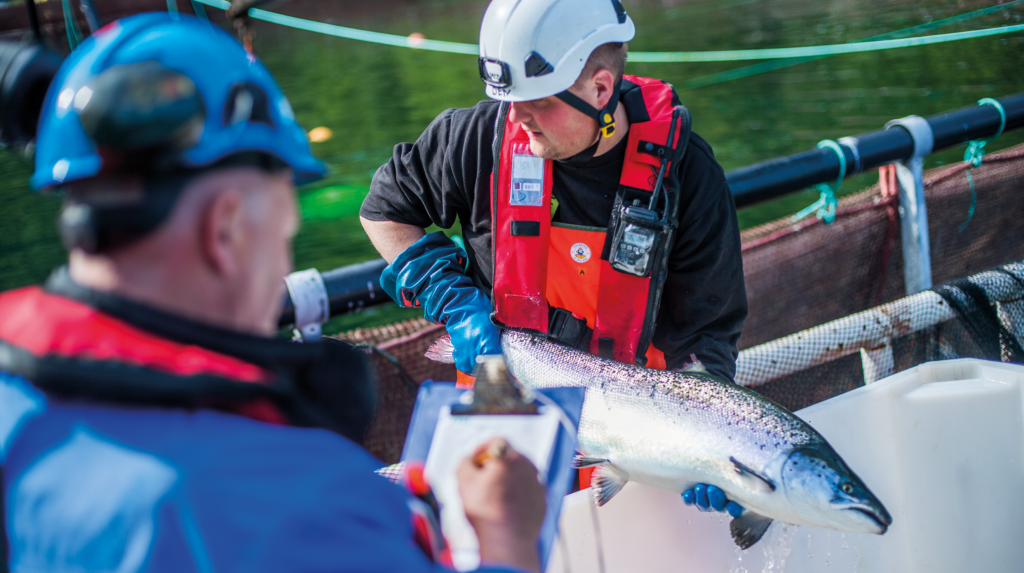 NASDAQ: Norway salmon spot price flat again in week 39