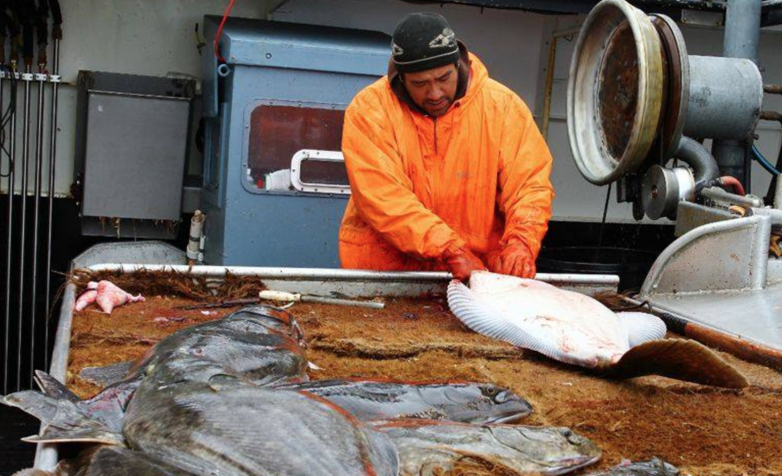 Pacific Halibut Stock Assessment Slightly Down 2019 Catch Limits Coming In January 9247