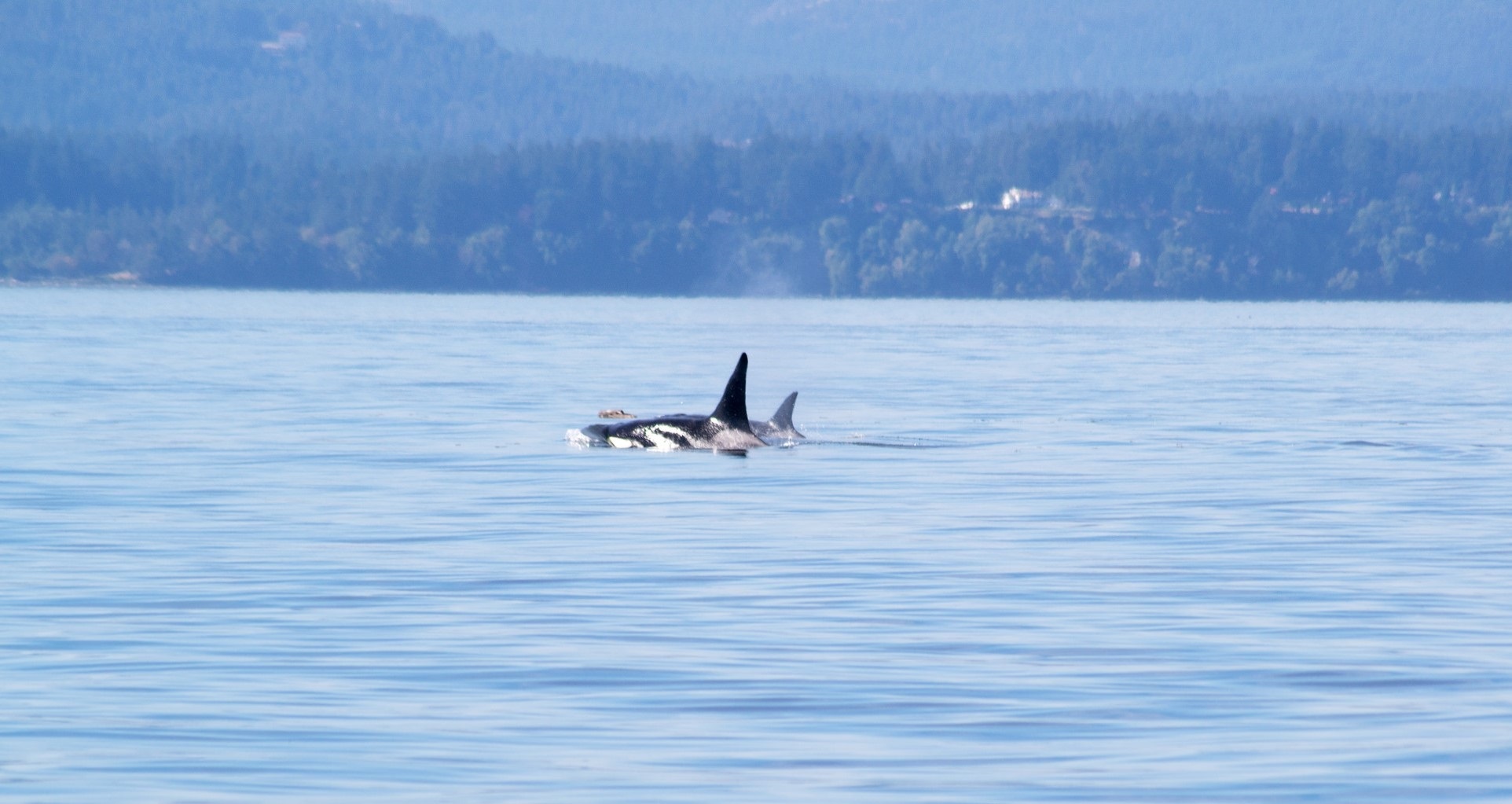 Orca Fishing Tools