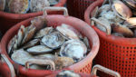 Scallop harvest. Credit: Maria Pogoda/Shutterstock.com