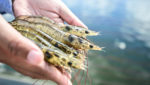 Whiteleg shrimp (penaeus vannamei), also known simply as white shrimp, at an aquaculture farm. Credit: Mati Nitibhon/Shutterstock.com