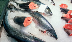 Fresh Atlantic salmon at a market in Norway. Credit: Sergei25/Shutterstock.com