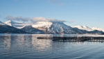 Salmon pens in a fjord in Norway. Credit: Strahil Dimitrov/Shutterstock.com