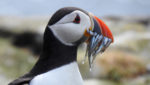 Puffin with its catch of sand eels. Credit: Michael Penkethman/Shutterstock.com