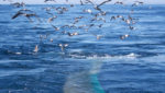 Seagulls flock near the fishing net of a trawler. Credit: antpun/Shutterstock.com