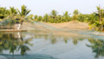 Shrimp farm in Kollam, Karelia, India. Credit: Stefano Ember/Shutterstock.com