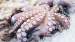 Fresh octopus at a European market. Credit: Seqoya/Shutterstock.com