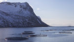 Salmon farms inside the Arctic circle in northern Norway. Credit: Arildina/Shutterstock.com