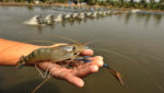 Giant freshwater prawn (Macrobrachium rosenbergii). Credit: think4photop/Shutterstock.com