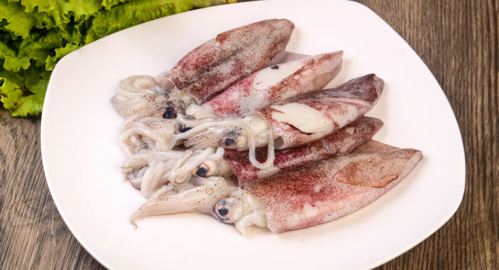 Tariff-free Eu Access 'an Important Step' For Falklands Squid Exports 