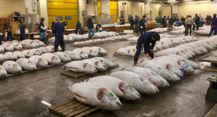 Japan Allowed To Land More Large Pacific Bluefin Tuna In 2024   Shutterstock 1068060587 720x390 