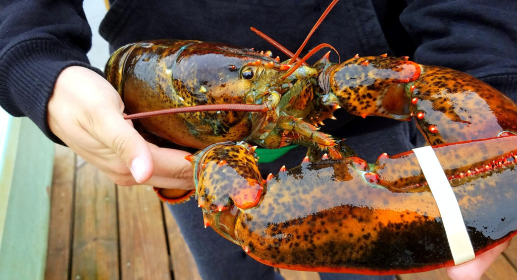 Newfoundland harvesters union predicts high lobster prices as multiple
