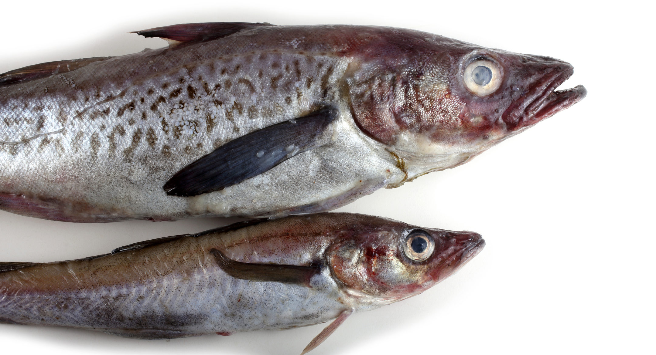 Council Recommends Raising 2020 Bering Sea Pollock Quota By 2 Cutting 