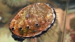 Red abalone. Picture from Catalina Sea Ranch website.