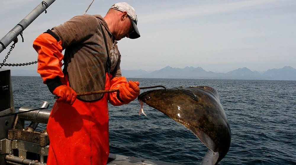 Alaska's Pacific halibut season off to promising start