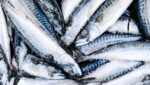 Atlantic mackerel. Credit: BigTunaOnline / Shutterstock