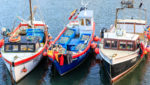 Inshore fishing boats moored in Mevagissey harbour in Cornwall, UK. Credit: ClimbWhenReady / Shutterstock