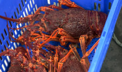 Southern Australian rock lobster caught in Tasmania. Credit: crbellette / Shutterstock https://www.shutterstock.com/image-photo/large-freshly-caught-southern-rock-lobster-1329551102?src=gh8bYIP0MYjfPZEV3A9dNQ-1-8