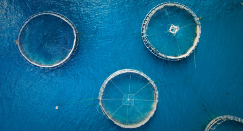 Aquaculture projects can have big impact beyond food production, paper ...