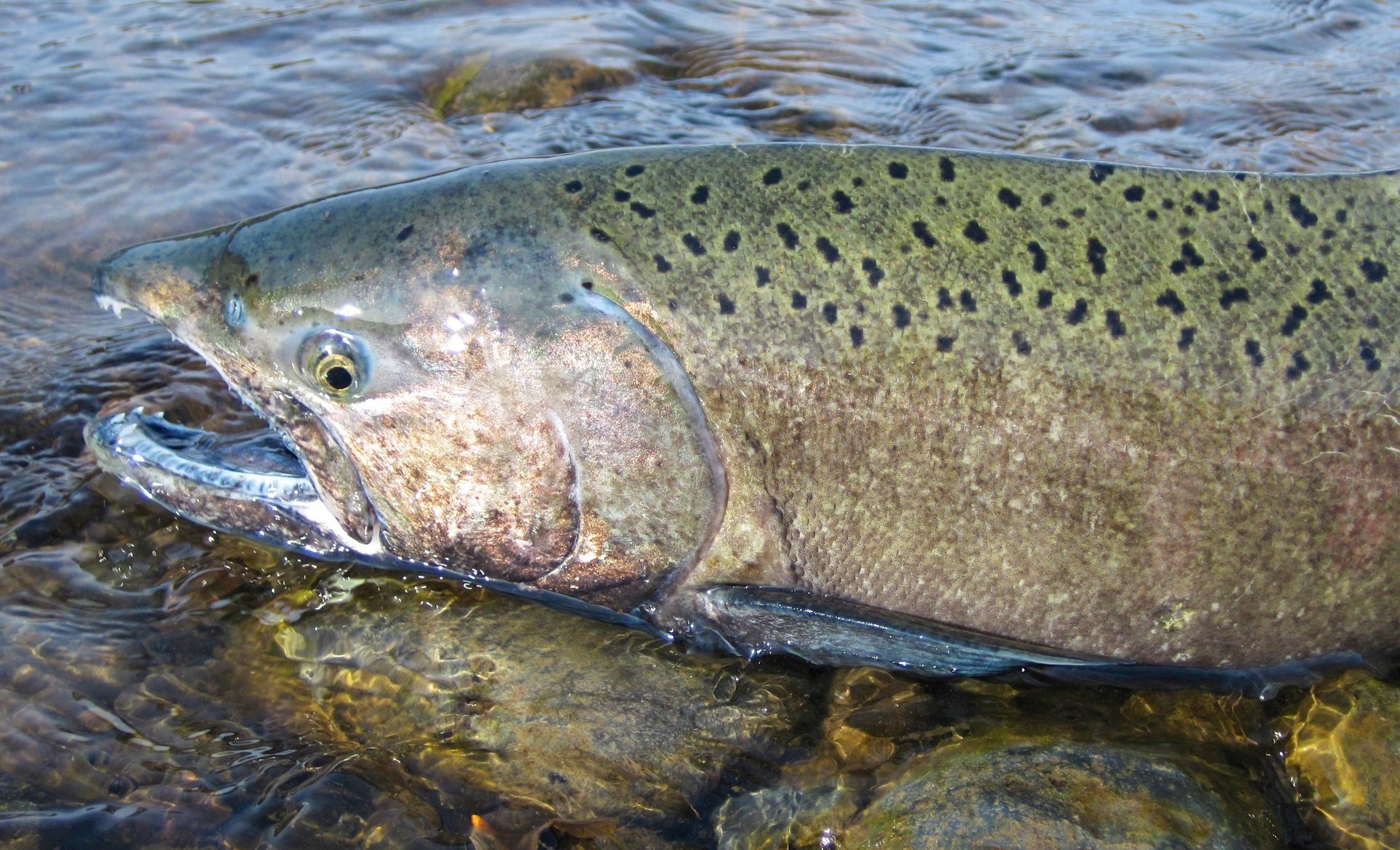 Oregon, Not Just California, Might Face A Chinook Salmon Fishery 