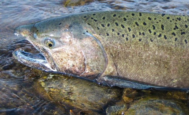 NOAA rejects emergency request to stop Chinook salmon bycatch in Bering ...