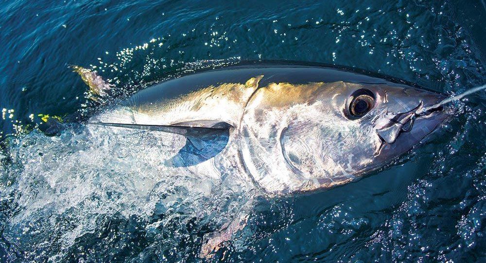 Bluefin tuna is seriously back in Norwegian waters' - Undercurrent