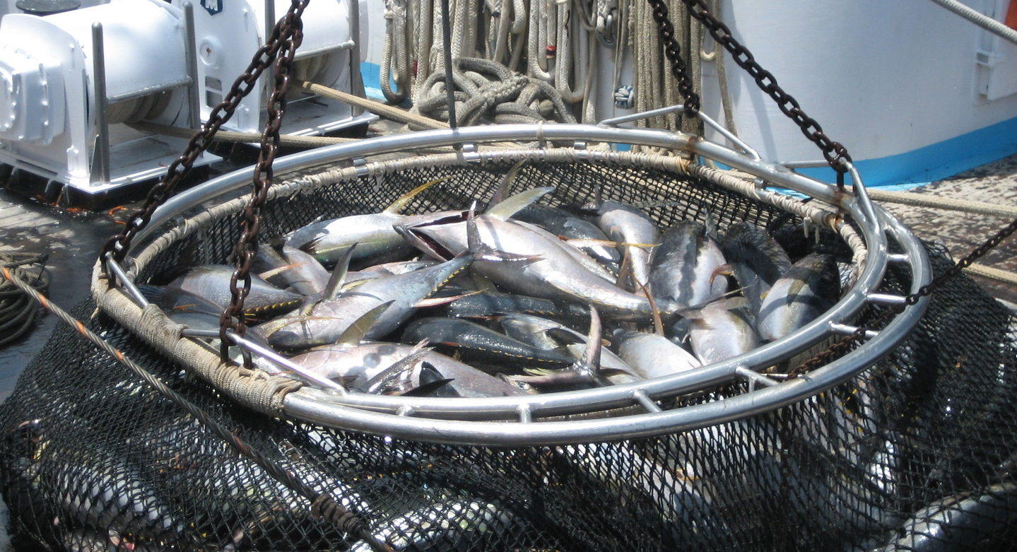 Purse seine fishing - Stock Video Clip - K003/0223 - Science Photo Library