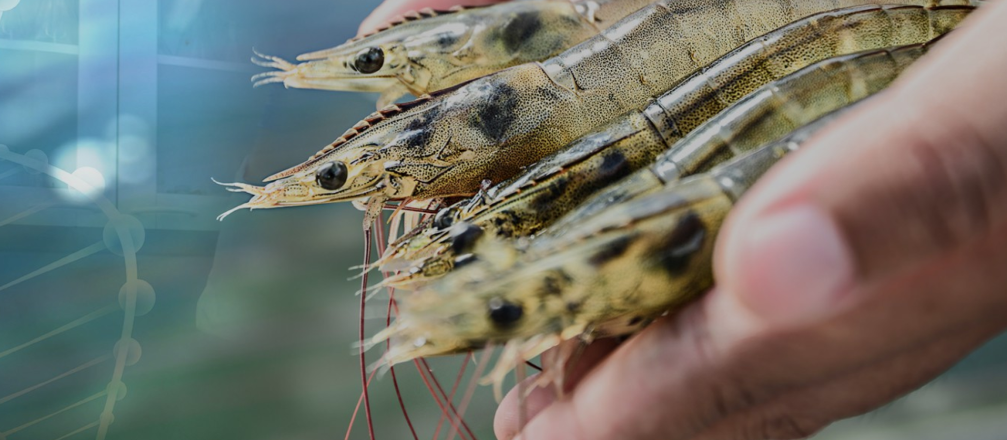 US' largest SPF shrimp broodstock supplier sets sights on Indonesia ...