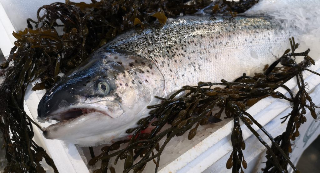 Salmon Undercurrent News