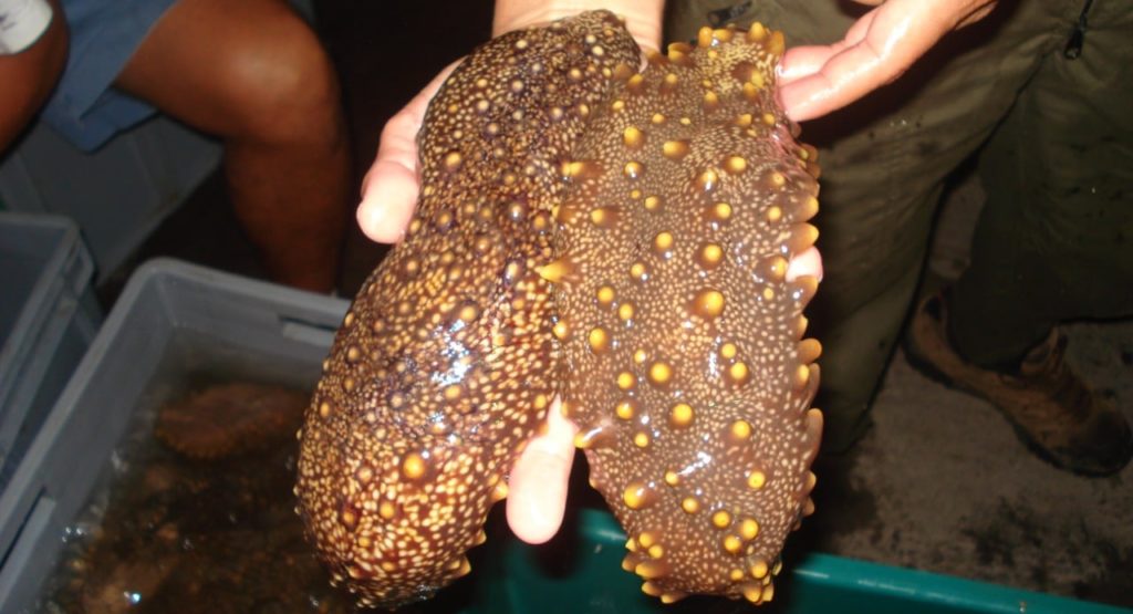 Ecuador resumes sea cucumber fishing in Galapagos after six-year ban ...