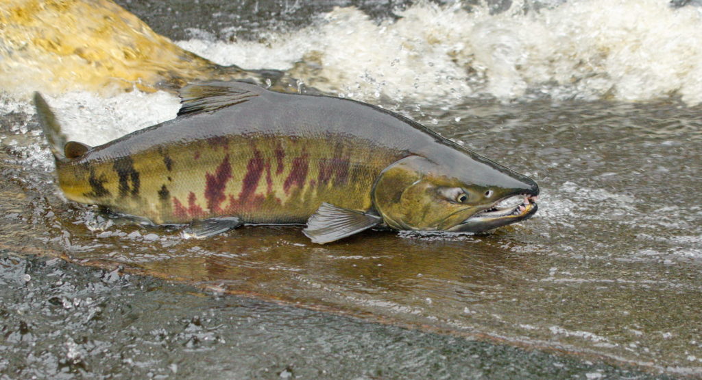 China Chum Salmon Manufacture and Factory