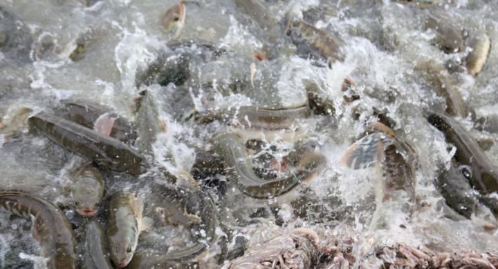 Cambodian financial institutions eye aquaculture projects for funding ...