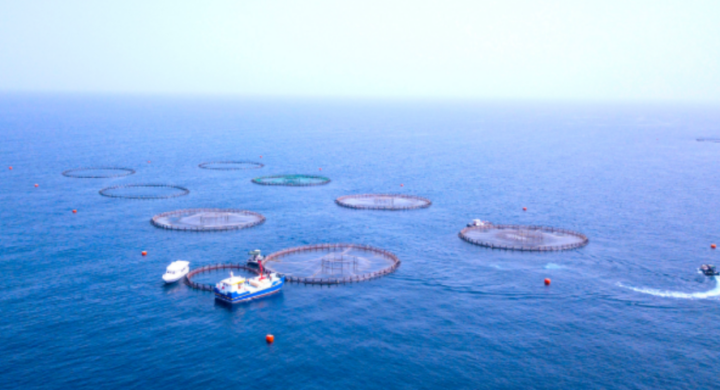 Oman Embarks On $35m Tuna Ranching, Finfish Farm Investment 