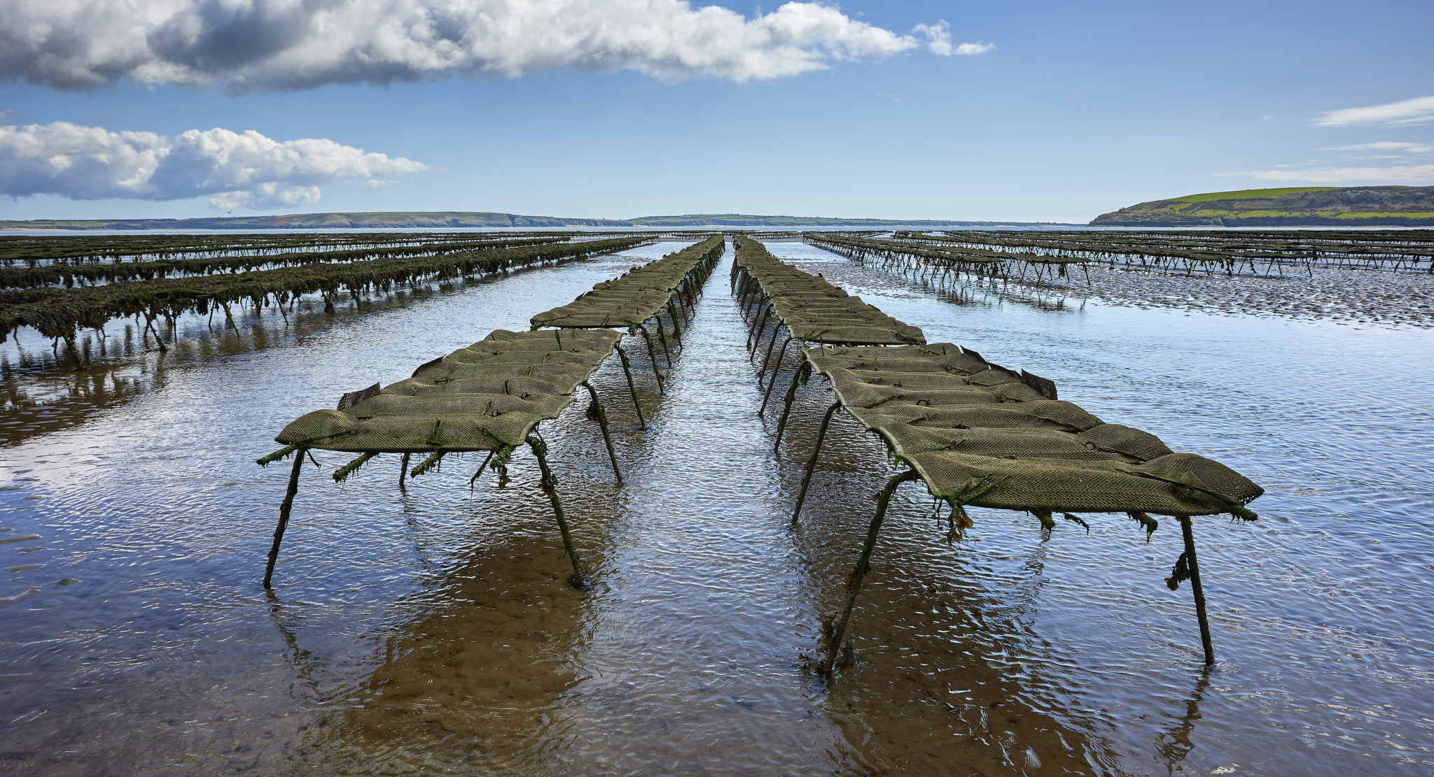 'Huge reputational damage' to UK shellfish caused by sewage discharges ...