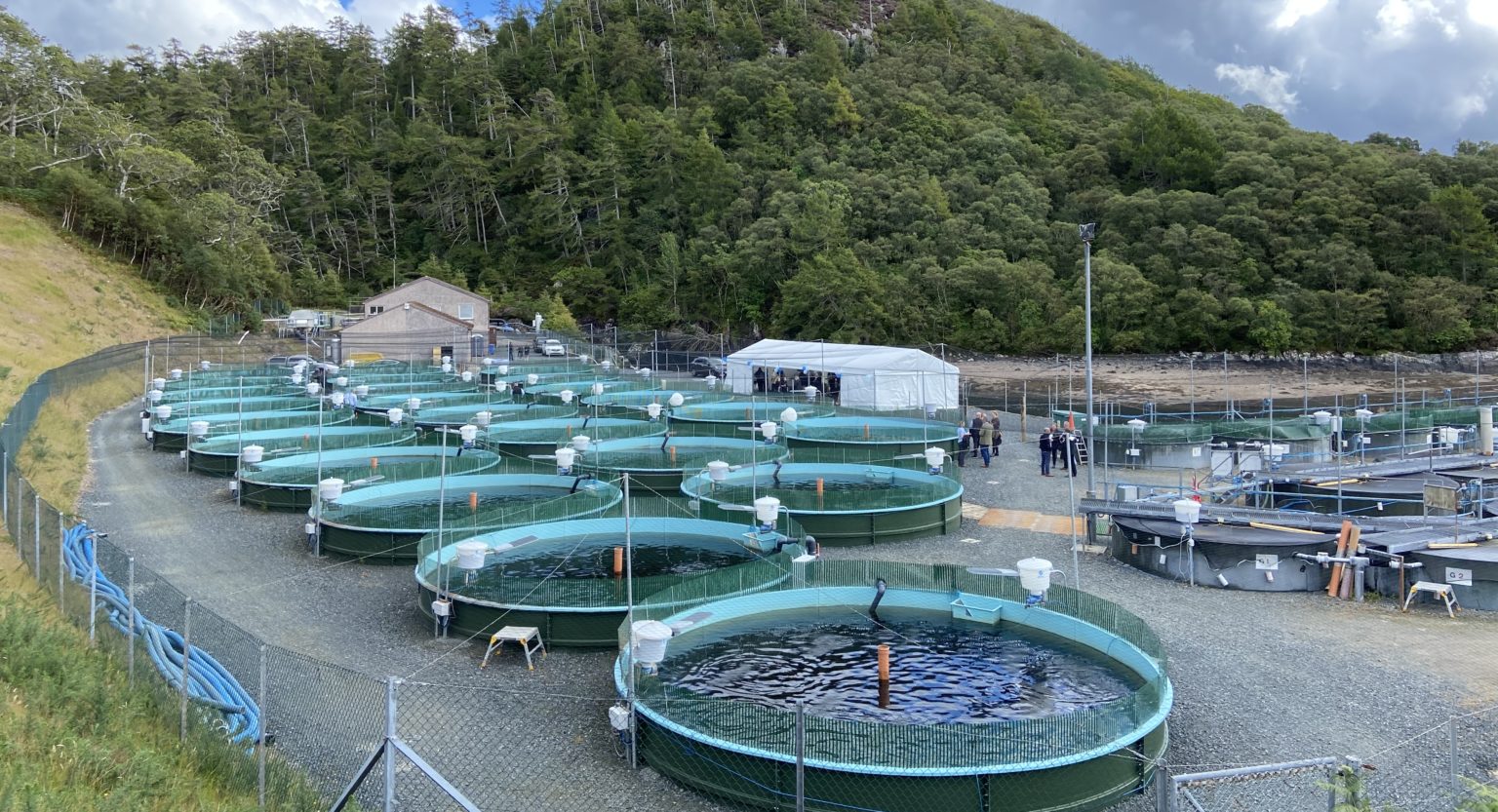 Hendrix Genetics opens upgraded organic salmon hatchery - Undercurrent News