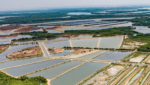 An Omarsa shrimp farm in Ecuador. Credit: Omarsa