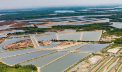 An Omarsa shrimp farm in Ecuador. Credit: Omarsa