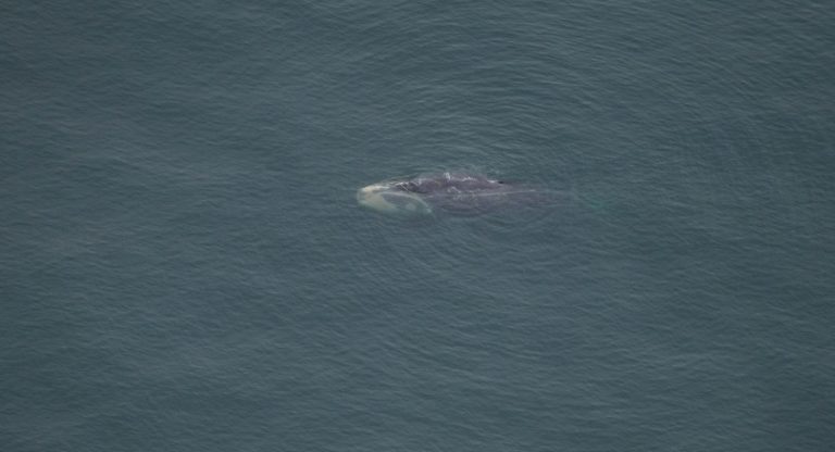 Right whale Snow Cone found 'entangled in new fishing gear', death 'all ...