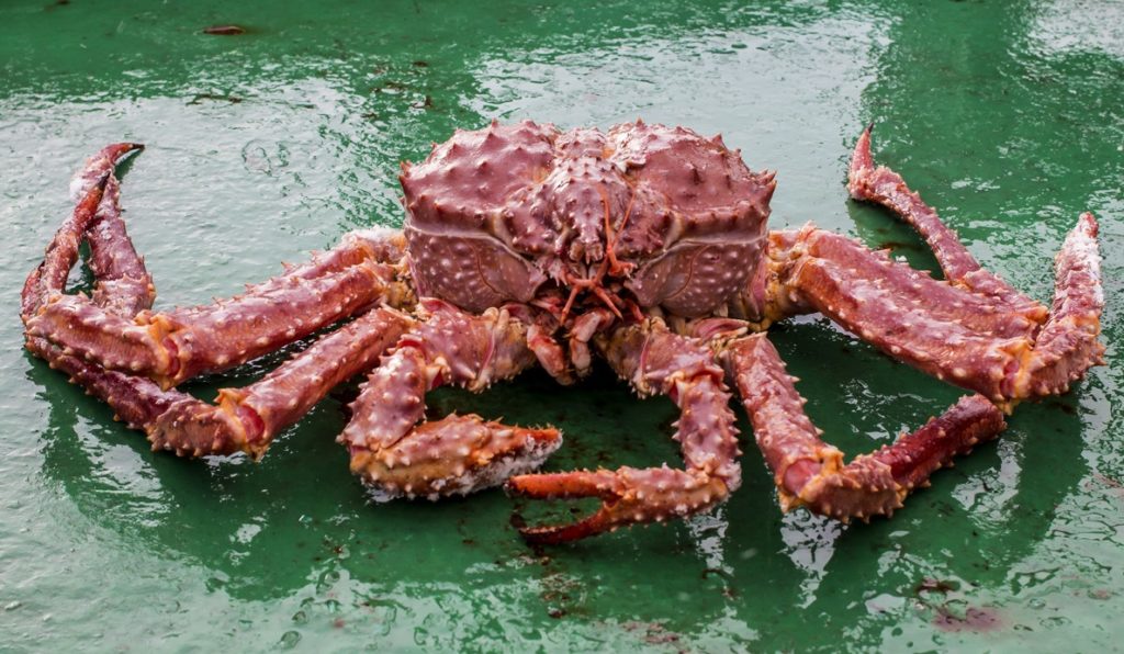 https://www.undercurrentnews.com/wp-content/uploads/2022/11/golden-king-crab-better-1024x596.jpg