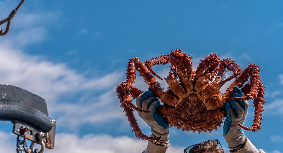Oct. 6 Webinar: Horseshoe Crab Watch - Marine Resources Council