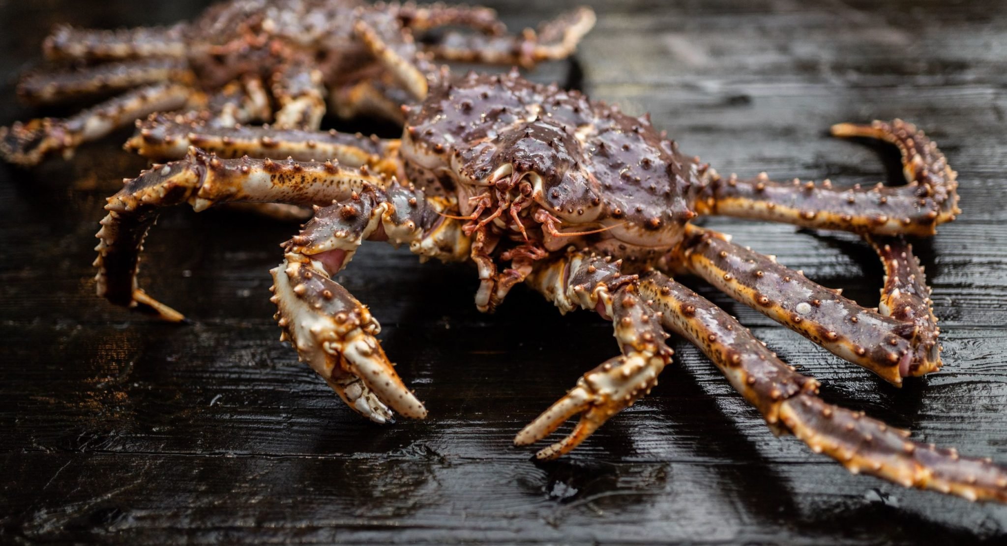 Alaska's Bristol Bay red king crab fishery set to open this month