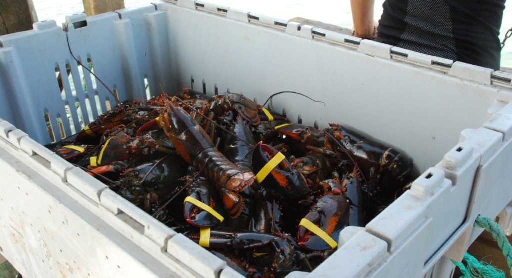 Clearwater Seafoods wants 72 tonnes of lobster added to its annual  harvesting quota