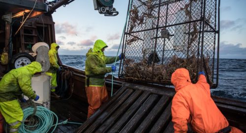 Alaska crabber group's leader named to North Pacific regulatory panel ...